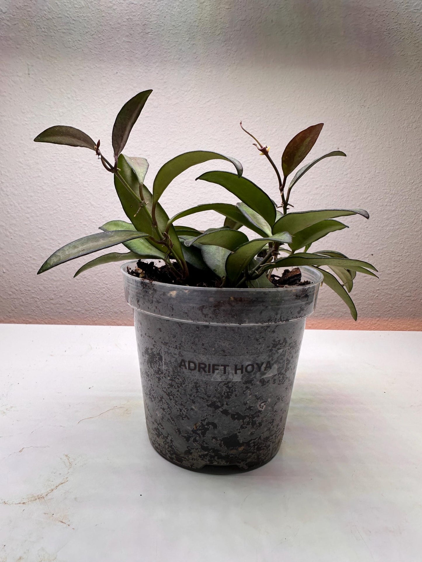Adrift Hoya Plant – Unique Trailing Houseplant | Easy-Care | Rare Hoya Variety | Perfect for Hanging Baskets & Gifts