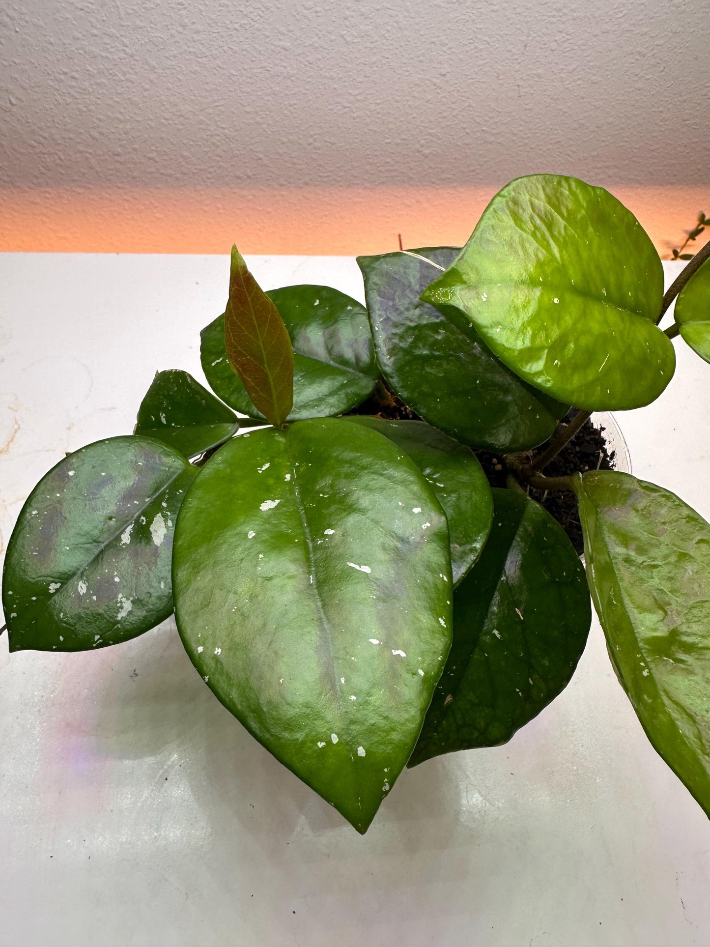 Freckled Splash Hoya – Rare Hoya Plant with Silver Speckles | Easy-Care Collector’s Houseplant
