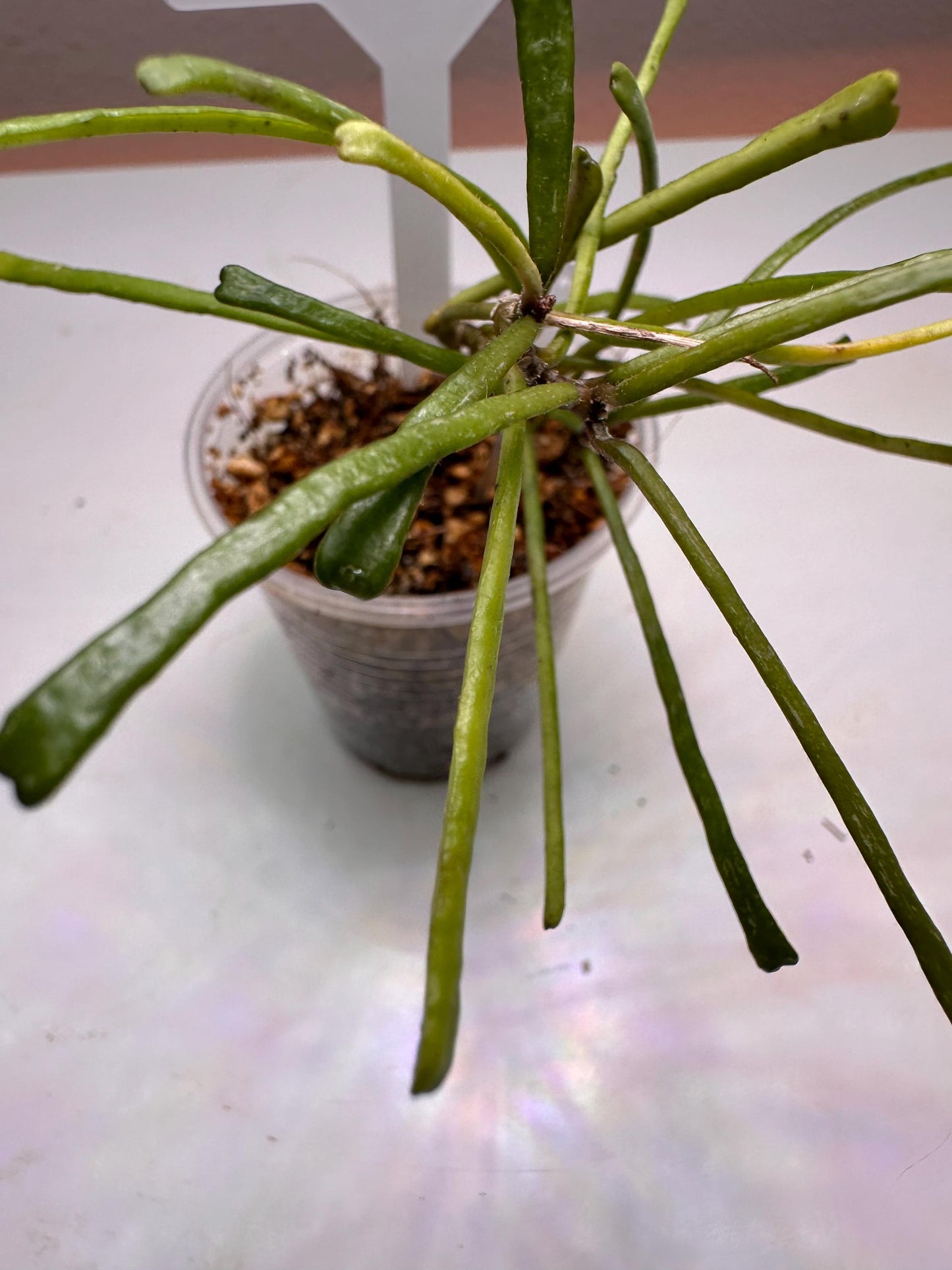 Hoya Retusa – Rare & Quirky String-Like Leaves | Easy-Care Houseplant for Hanging Baskets Starter Plant Small