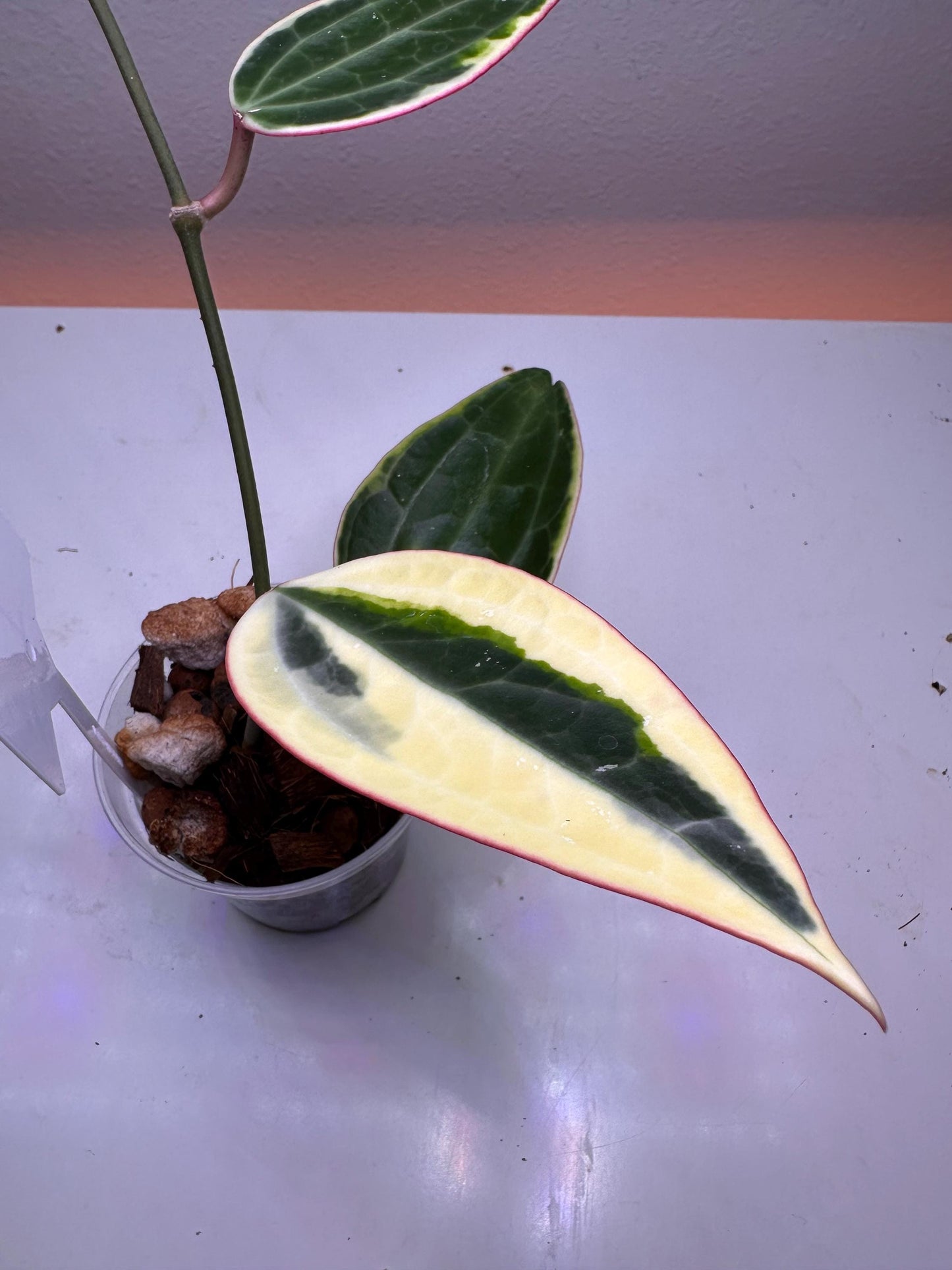 Hoya Macrophylla Variegata – Rare Variegated Houseplant with Textured Foliage | Collector’s Hoya