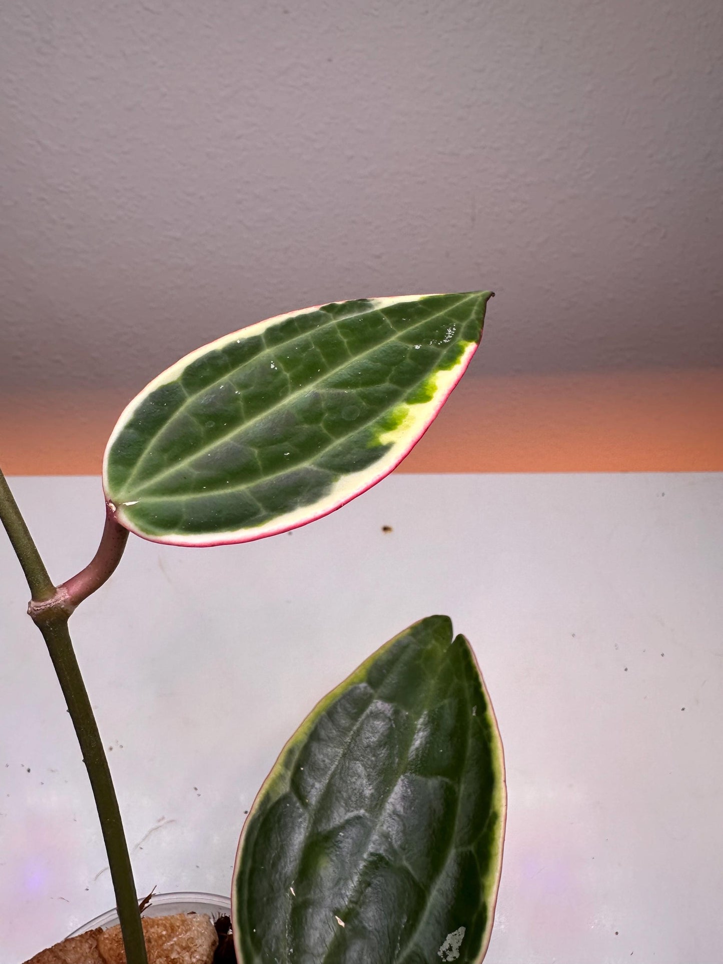 Hoya Macrophylla Variegata – Rare Variegated Houseplant with Textured Foliage | Collector’s Hoya