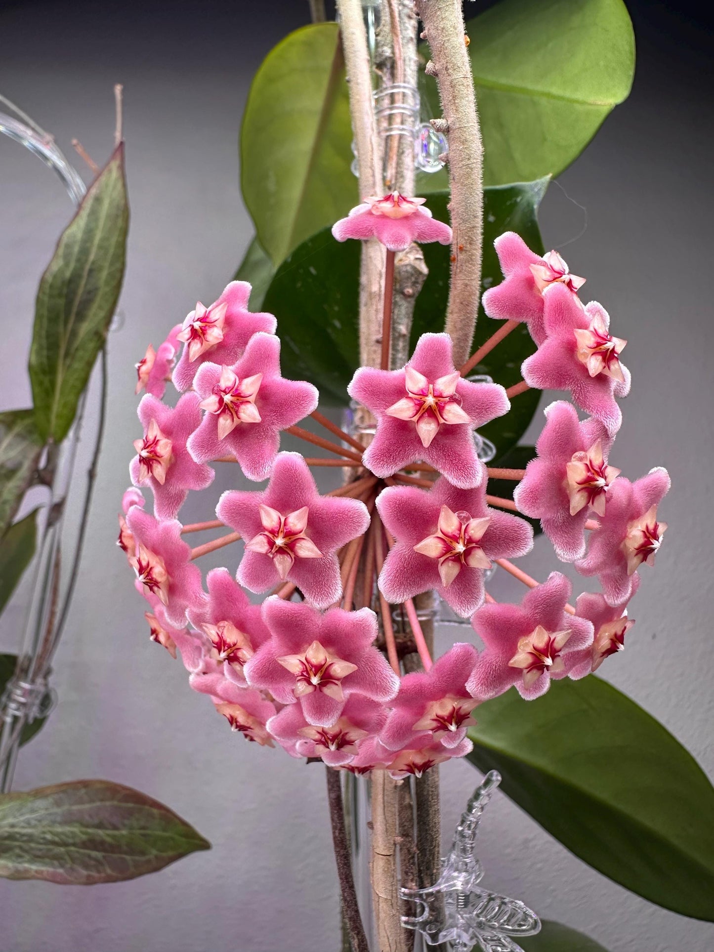Freckled Splash Hoya – Rare Hoya Plant with Silver Speckles | Easy-Care Collector’s Houseplant