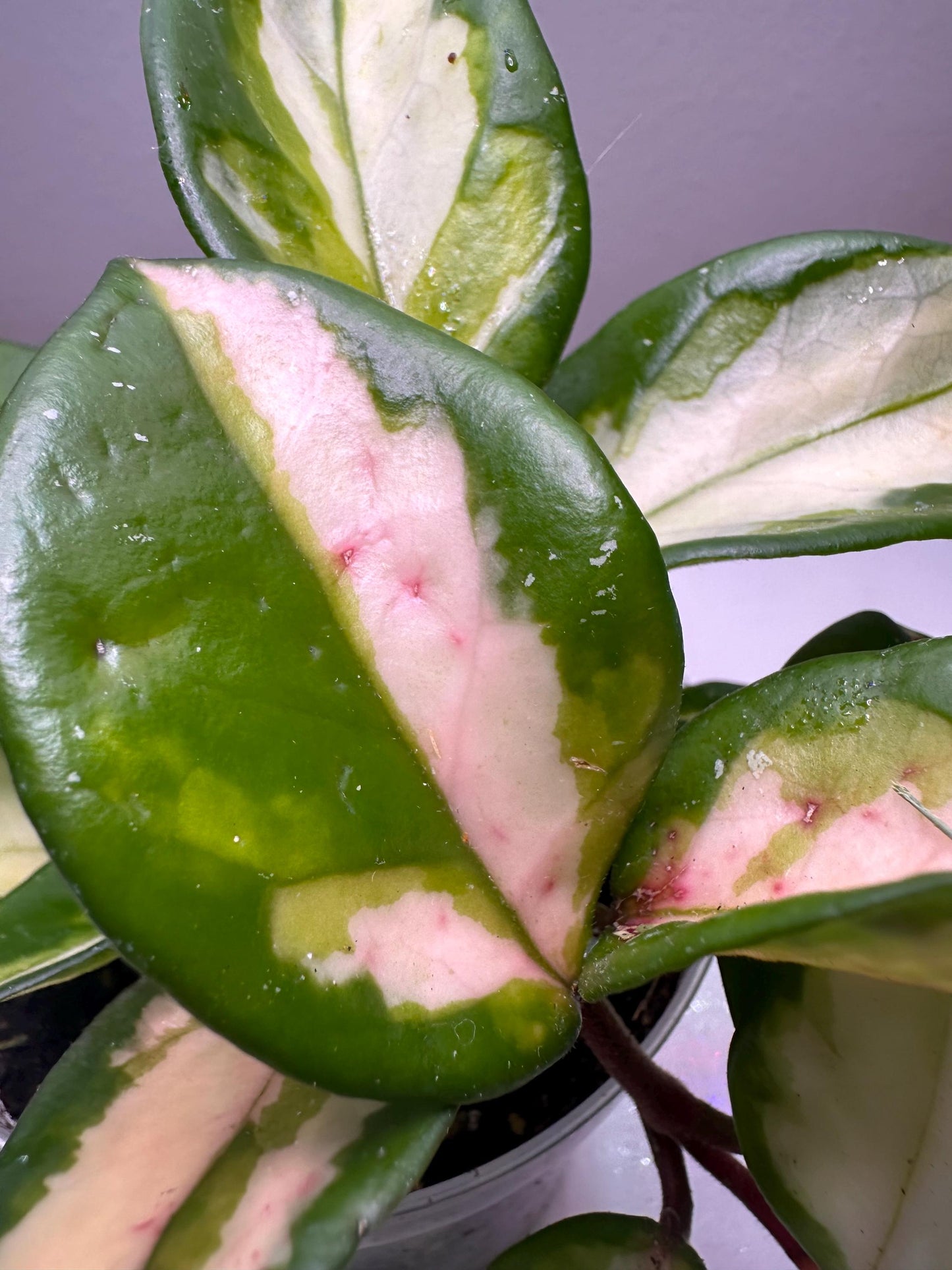 Green Light Hoya – Glossy Lime-Green Foliage | Rare Vining Houseplant for Collectors