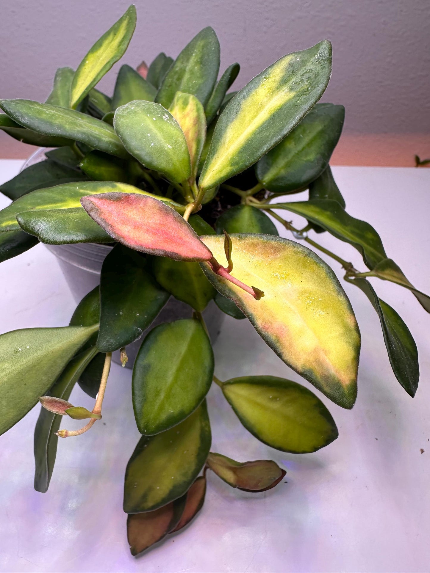 Sea Stone Hoya – Rare Hoya with Speckled Blue-Green Leaves | Exotic Collector’s Vining Plant
