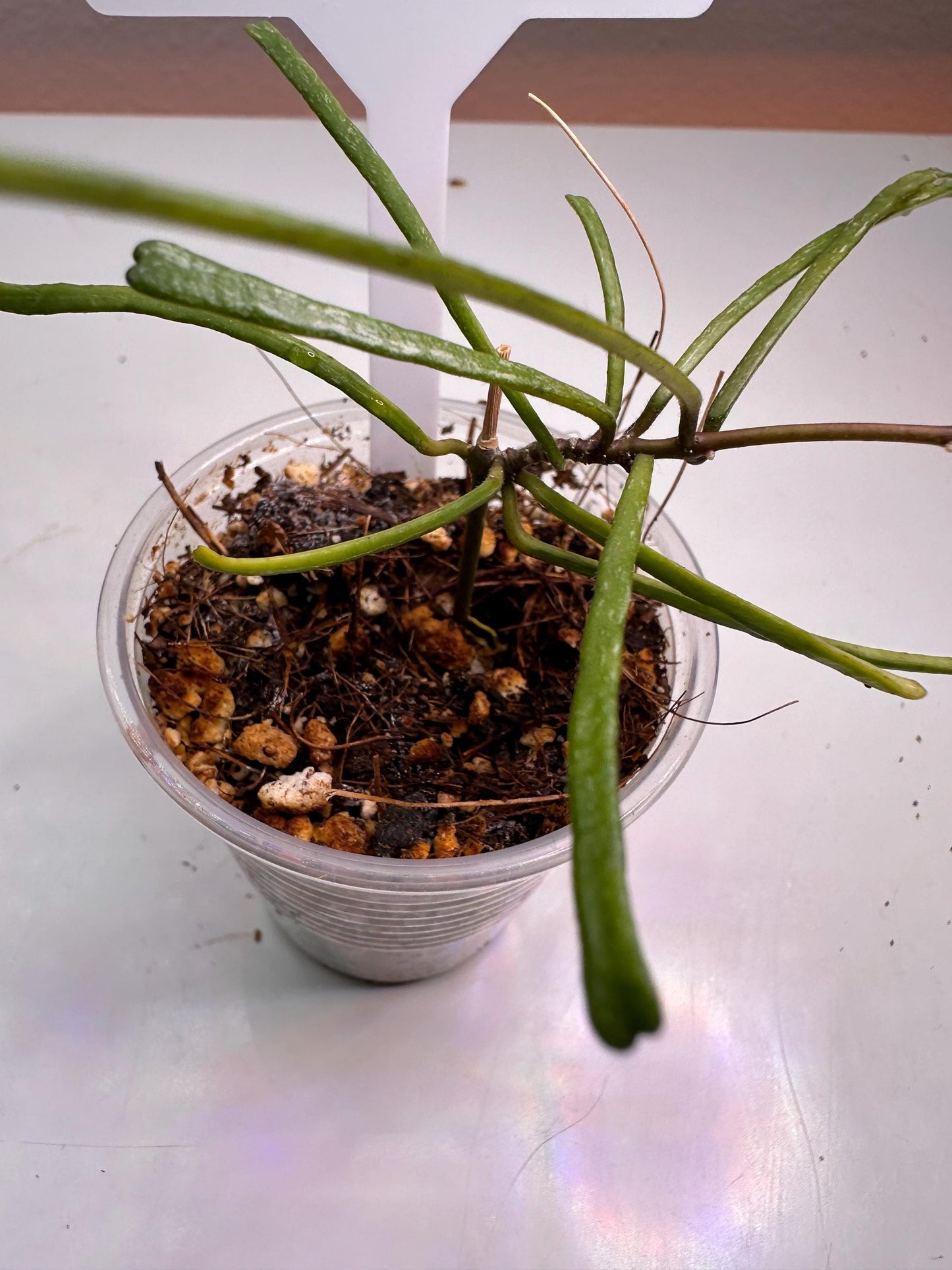 Hoya Retusa – Rare & Quirky String-Like Leaves | Easy-Care Houseplant for Hanging Baskets Starter Plant Small