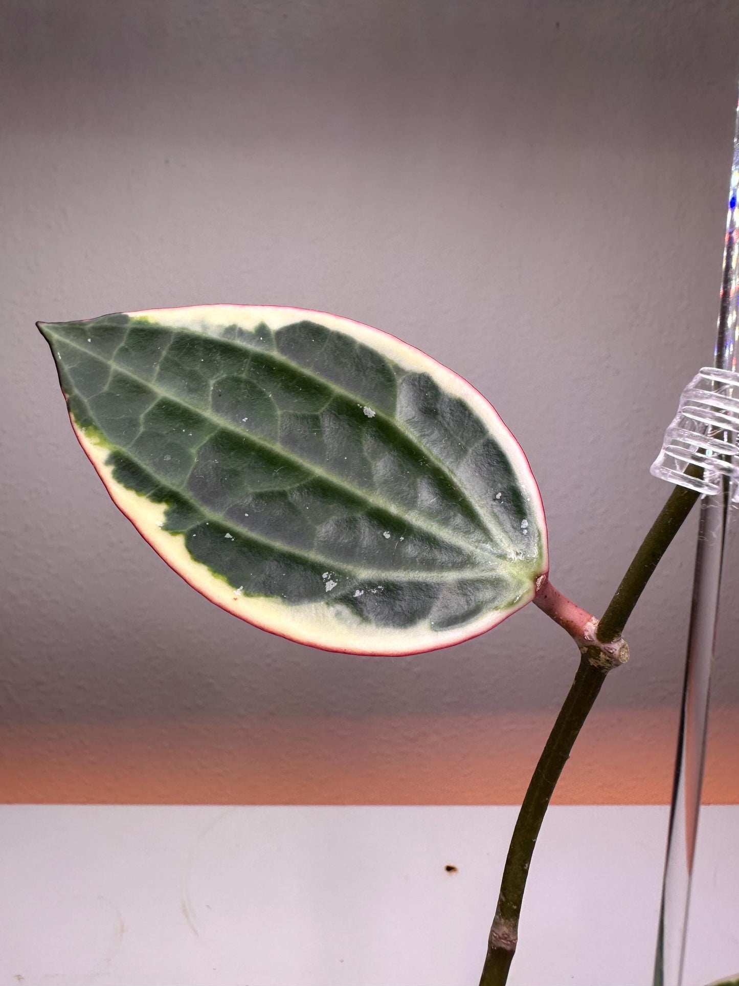 Hoya Macrophylla Variegata – Rare Variegated Houseplant with Textured Foliage | Collector’s Hoya
