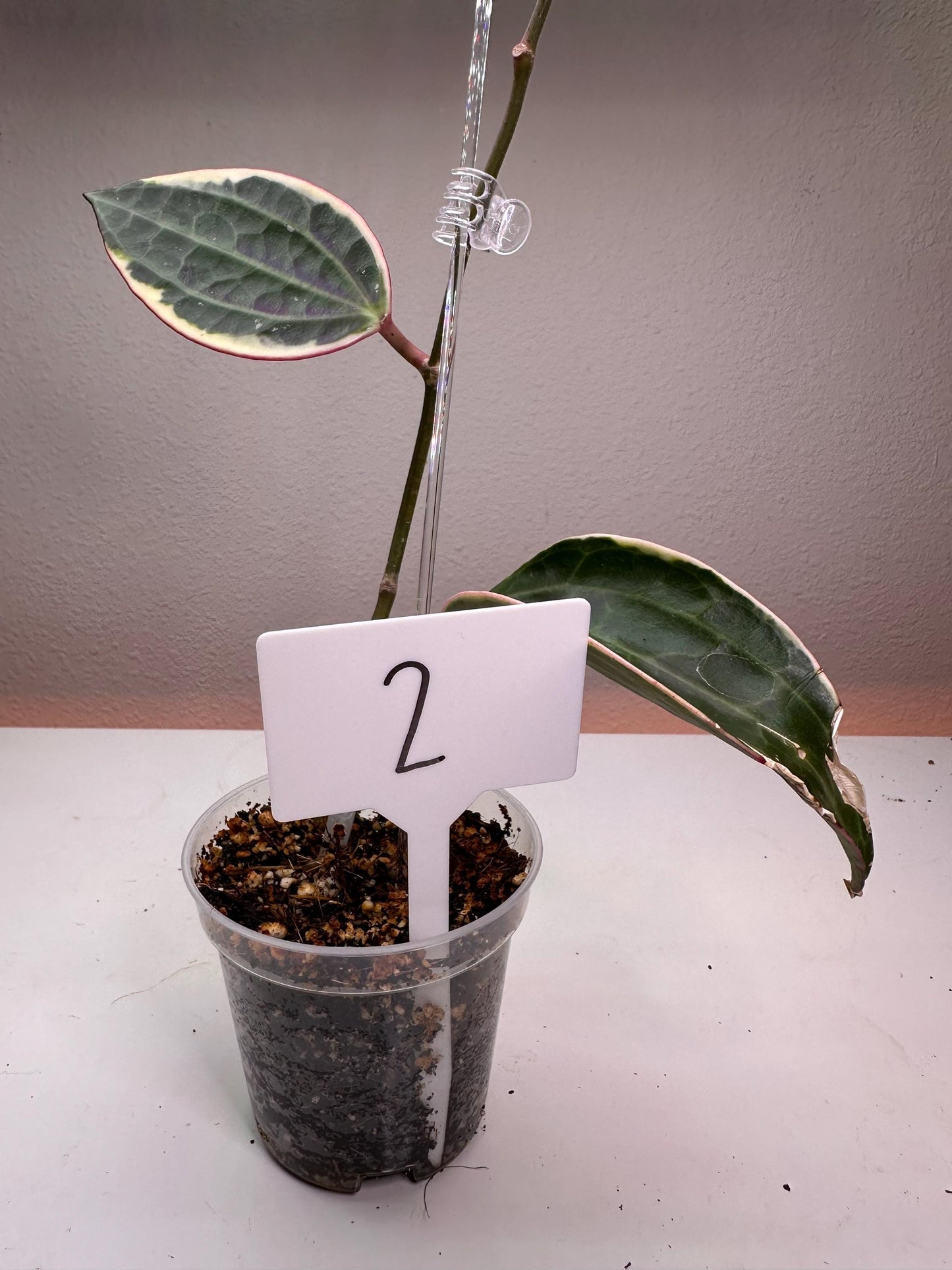 Hoya Macrophylla Variegata – Rare Variegated Houseplant with Textured Foliage | Collector’s Hoya