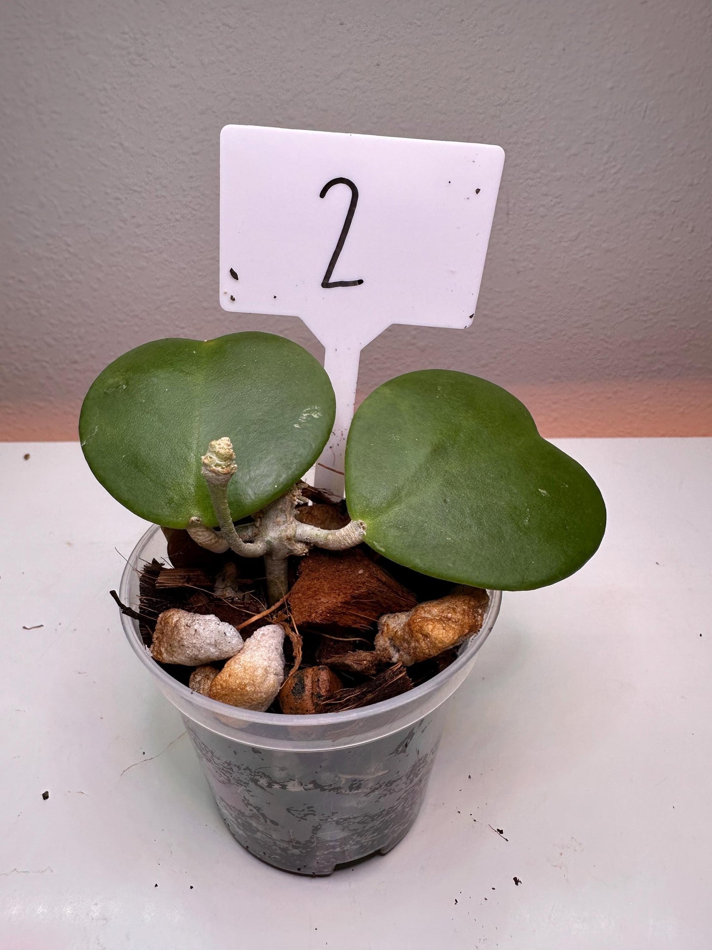 Hoya Kerrii Heart-Shaped Plant – Live Sweetheart Hoya | Easy-Care Indoor Plant | Perfect Gift for Plant Lovers