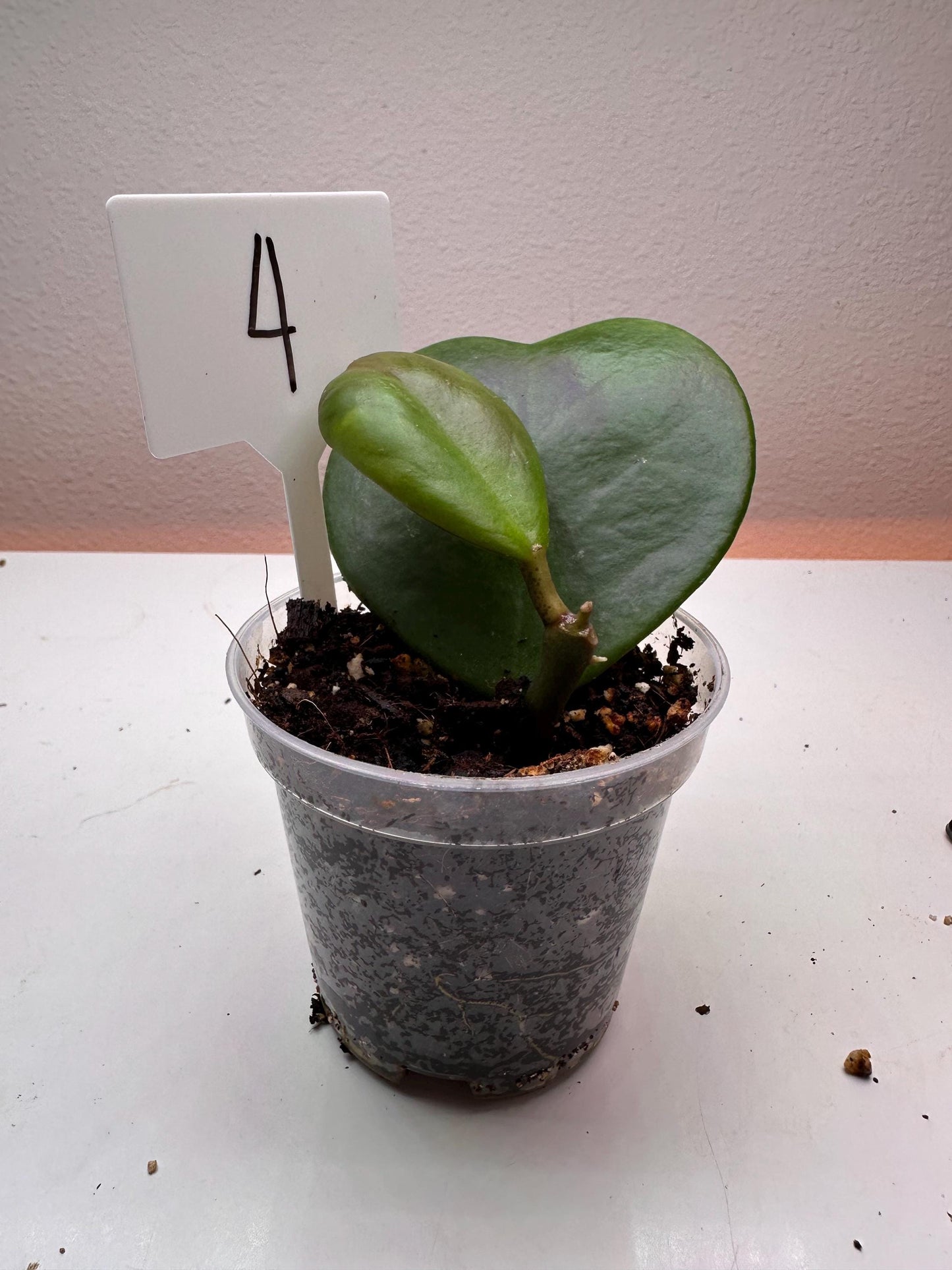 Hoya Kerrii Heart-Shaped Plant – Live Sweetheart Hoya | Easy-Care Indoor Plant | Perfect Gift for Plant Lovers