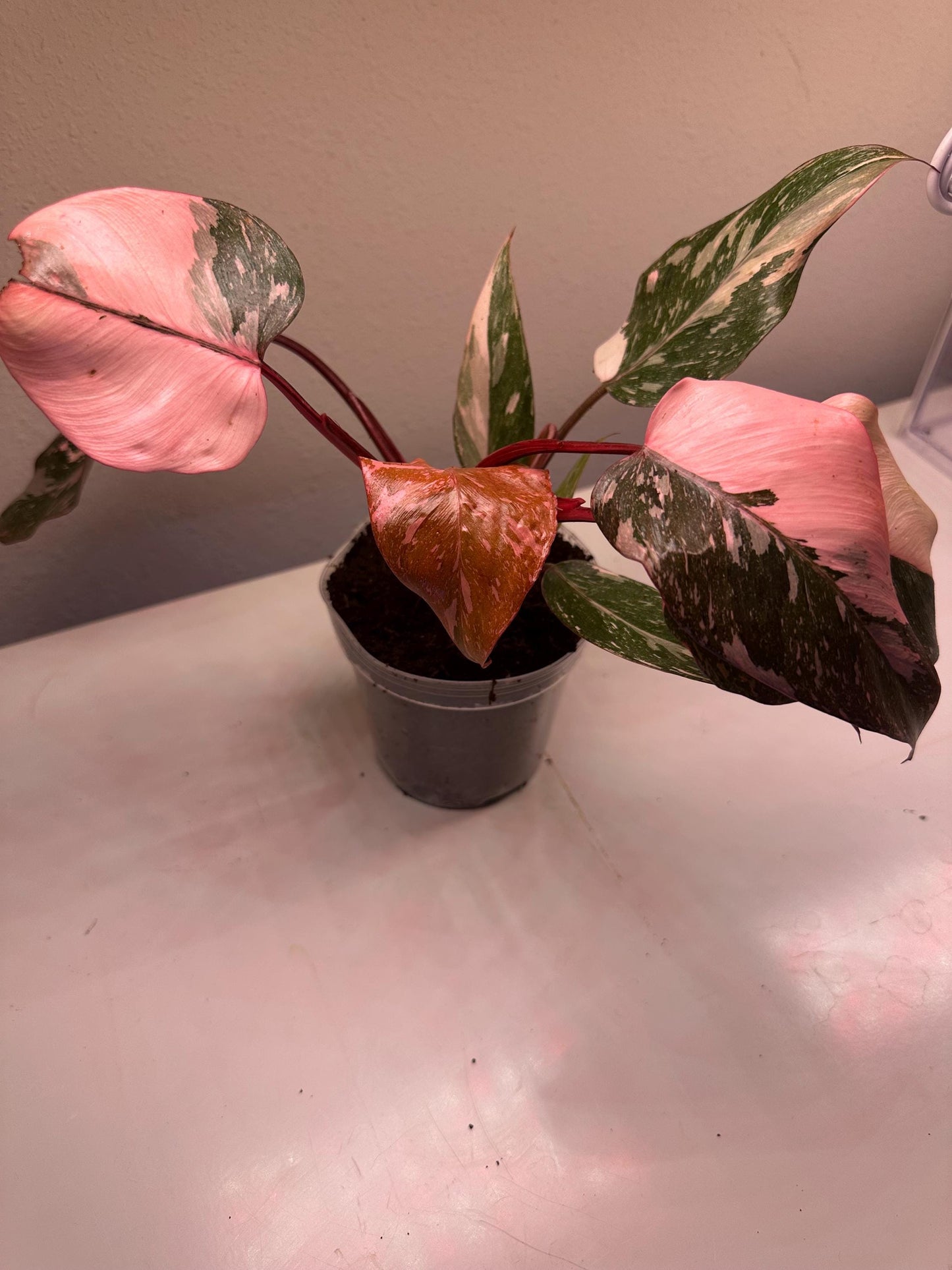 Philodendron Pink Princess Galaxy – Rare Variegated Aroid | Stunning Pink & Galaxy Speckled Leaves | Indoor Tropical Houseplant