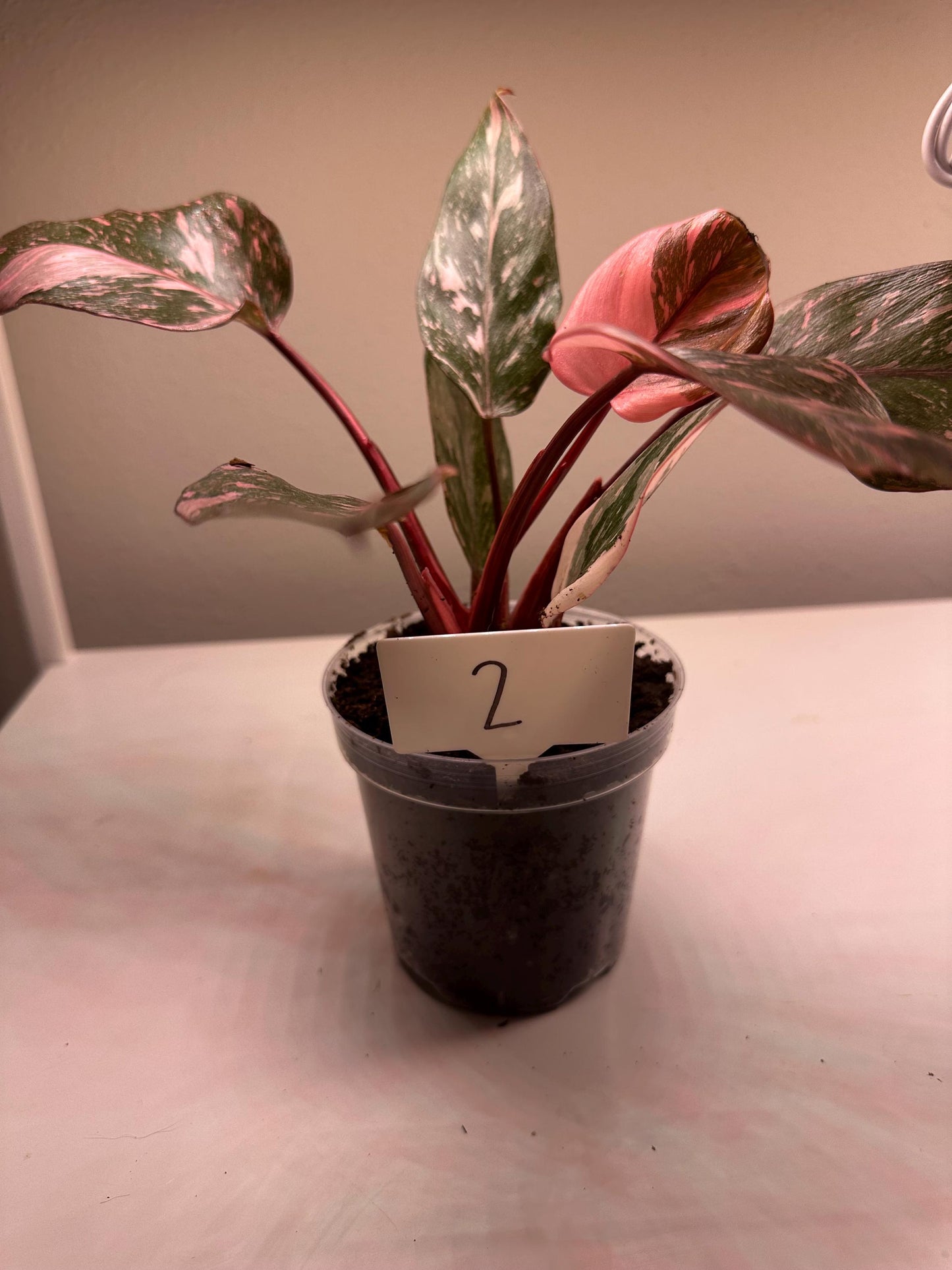 Philodendron Pink Princess Galaxy – Rare Variegated Aroid | Stunning Pink & Galaxy Speckled Leaves | Indoor Tropical Houseplant