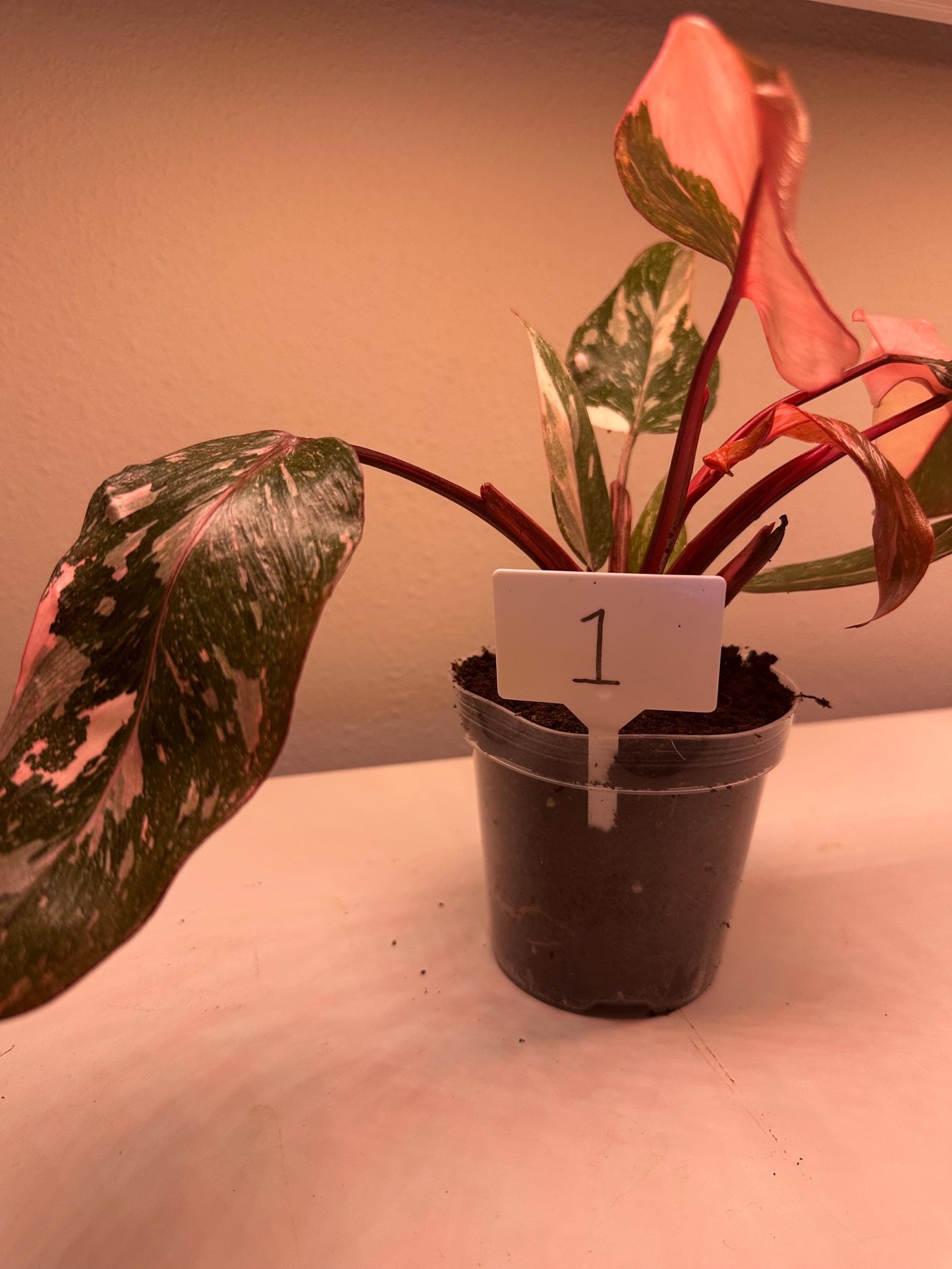 Philodendron Pink Princess Galaxy – Rare Variegated Aroid | Stunning Pink & Galaxy Speckled Leaves | Indoor Tropical Houseplant