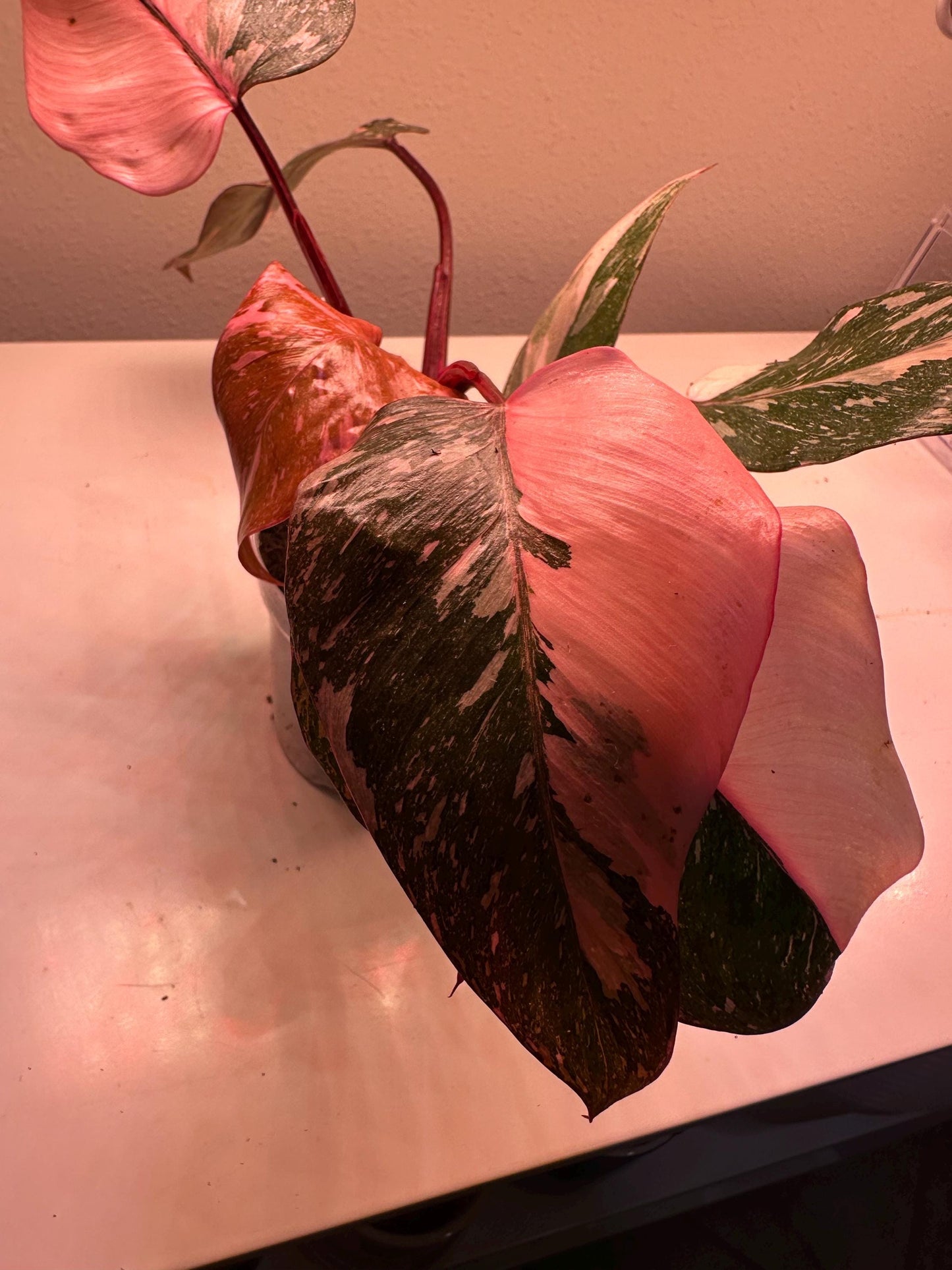 Philodendron Pink Princess Galaxy – Rare Variegated Aroid | Stunning Pink & Galaxy Speckled Leaves | Indoor Tropical Houseplant
