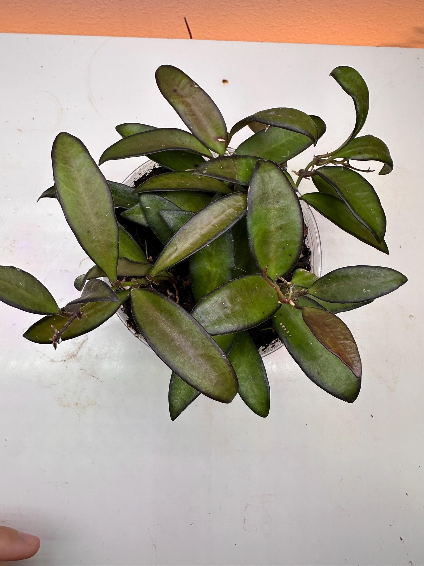 Adrift Hoya Plant – Unique Trailing Houseplant | Easy-Care | Rare Hoya Variety | Perfect for Hanging Baskets & Gifts