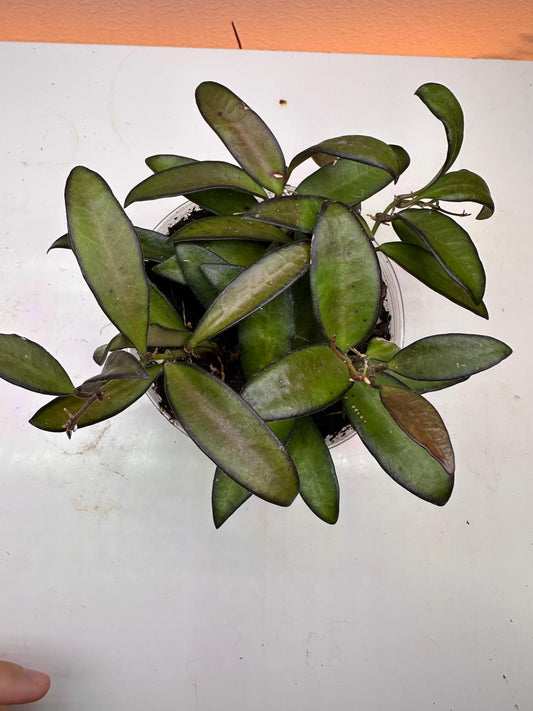 Adrift Hoya Plant – Unique Trailing Houseplant | Easy-Care | Rare Hoya Variety | Perfect for Hanging Baskets & Gifts