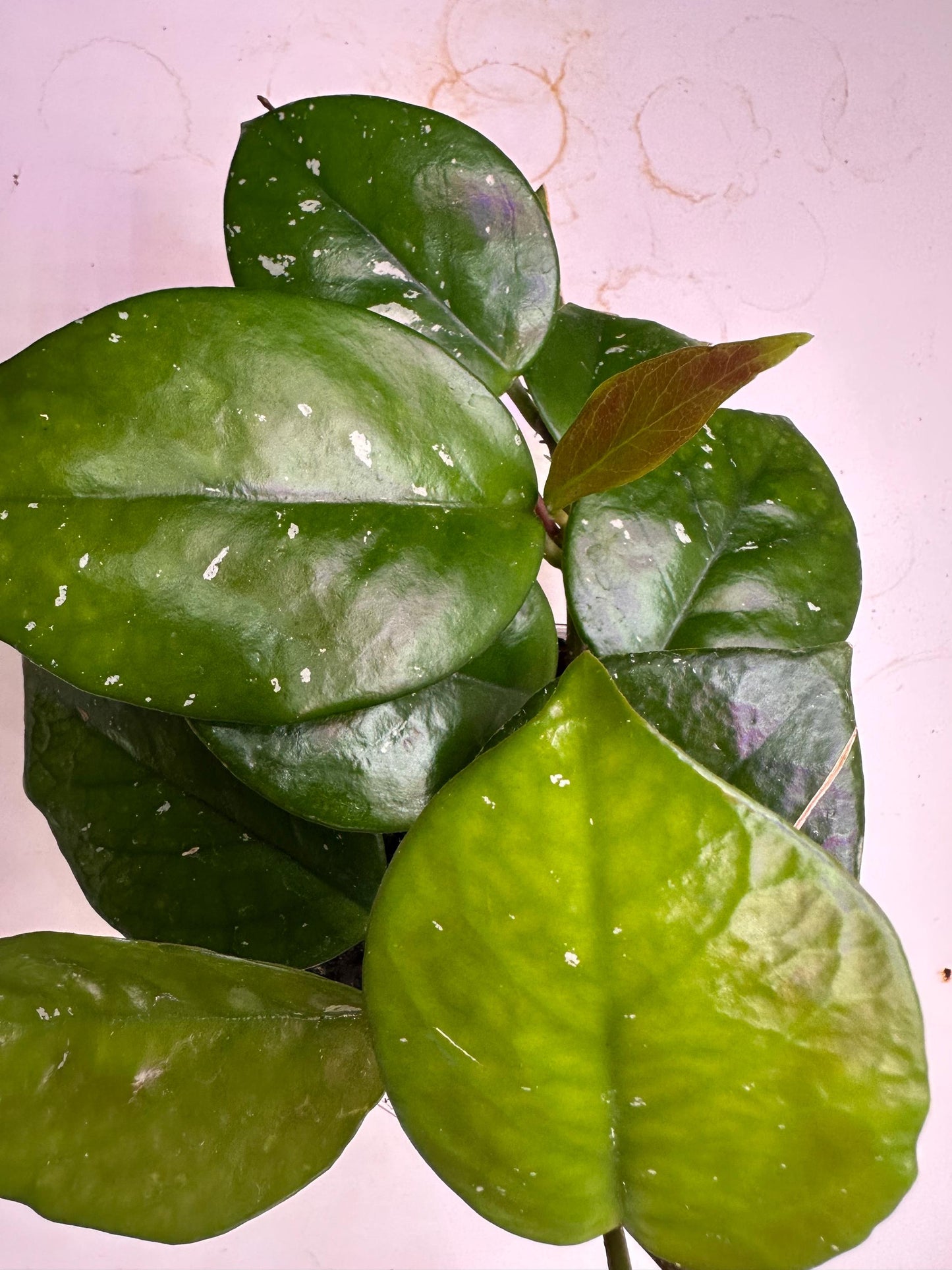 Freckled Splash Hoya – Rare Hoya Plant with Silver Speckles | Easy-Care Collector’s Houseplant