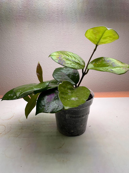Freckled Splash Hoya – Rare Hoya Plant with Silver Speckles | Easy-Care Collector’s Houseplant