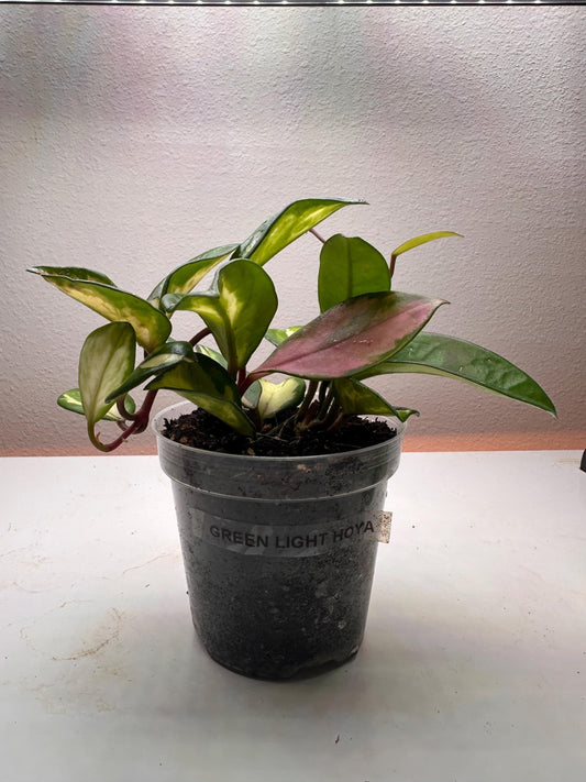Green Light Hoya – Glossy Lime-Green Foliage | Rare Vining Houseplant for Collectors