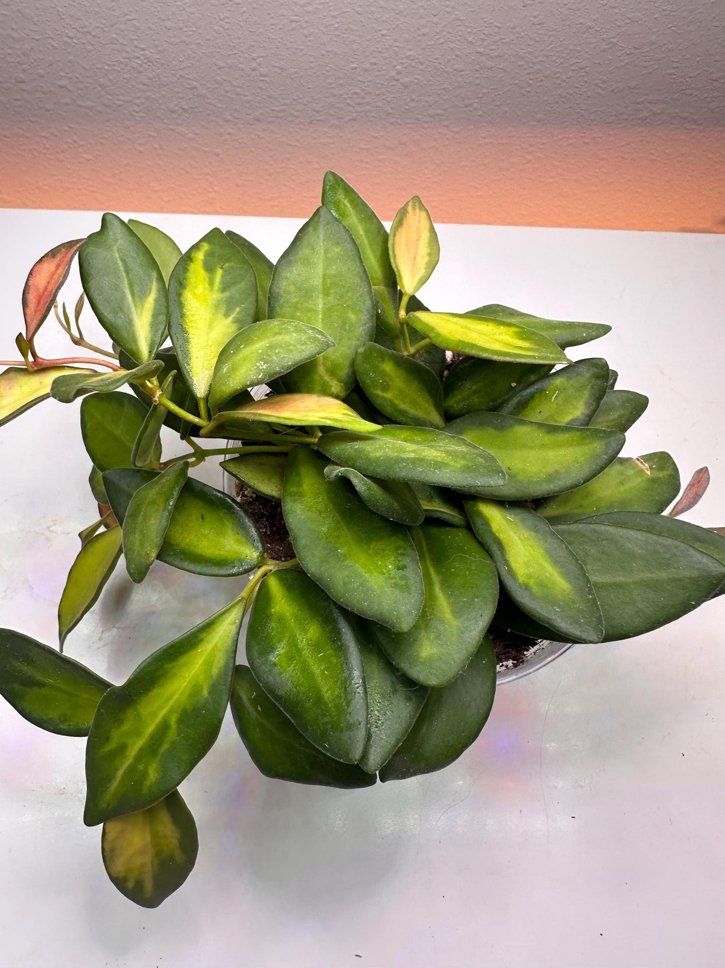 Sea Stone Hoya – Rare Hoya with Speckled Blue-Green Leaves | Exotic Collector’s Vining Plant
