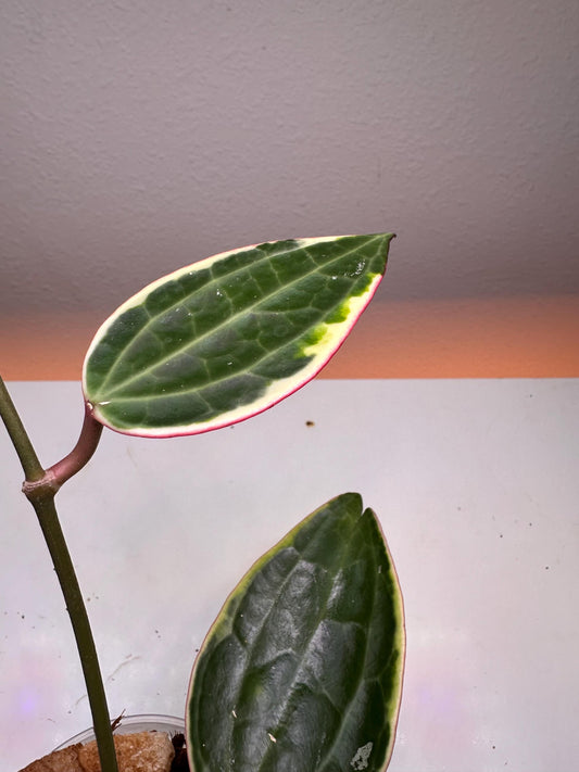 Hoya Macrophylla Variegata – Rare Variegated Houseplant with Textured Foliage | Collector’s Hoya