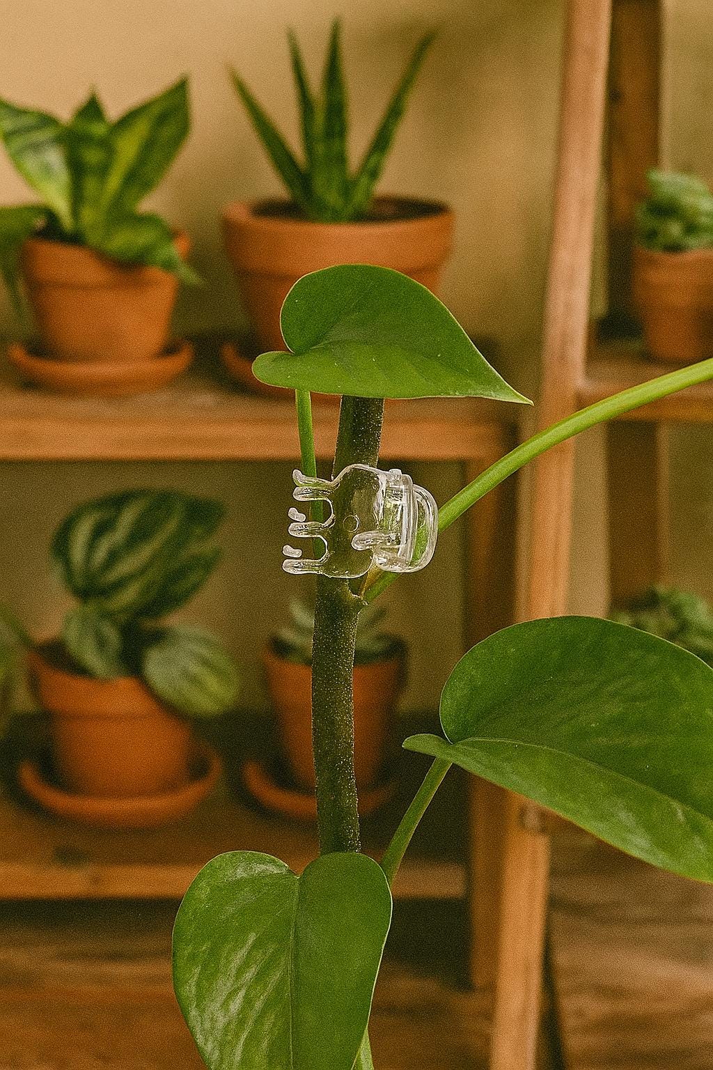 Dragonfly Plant Clips – Orchid Support Clips and Wall Vine Holders | Decorative and Functional Garden Clips for Houseplants