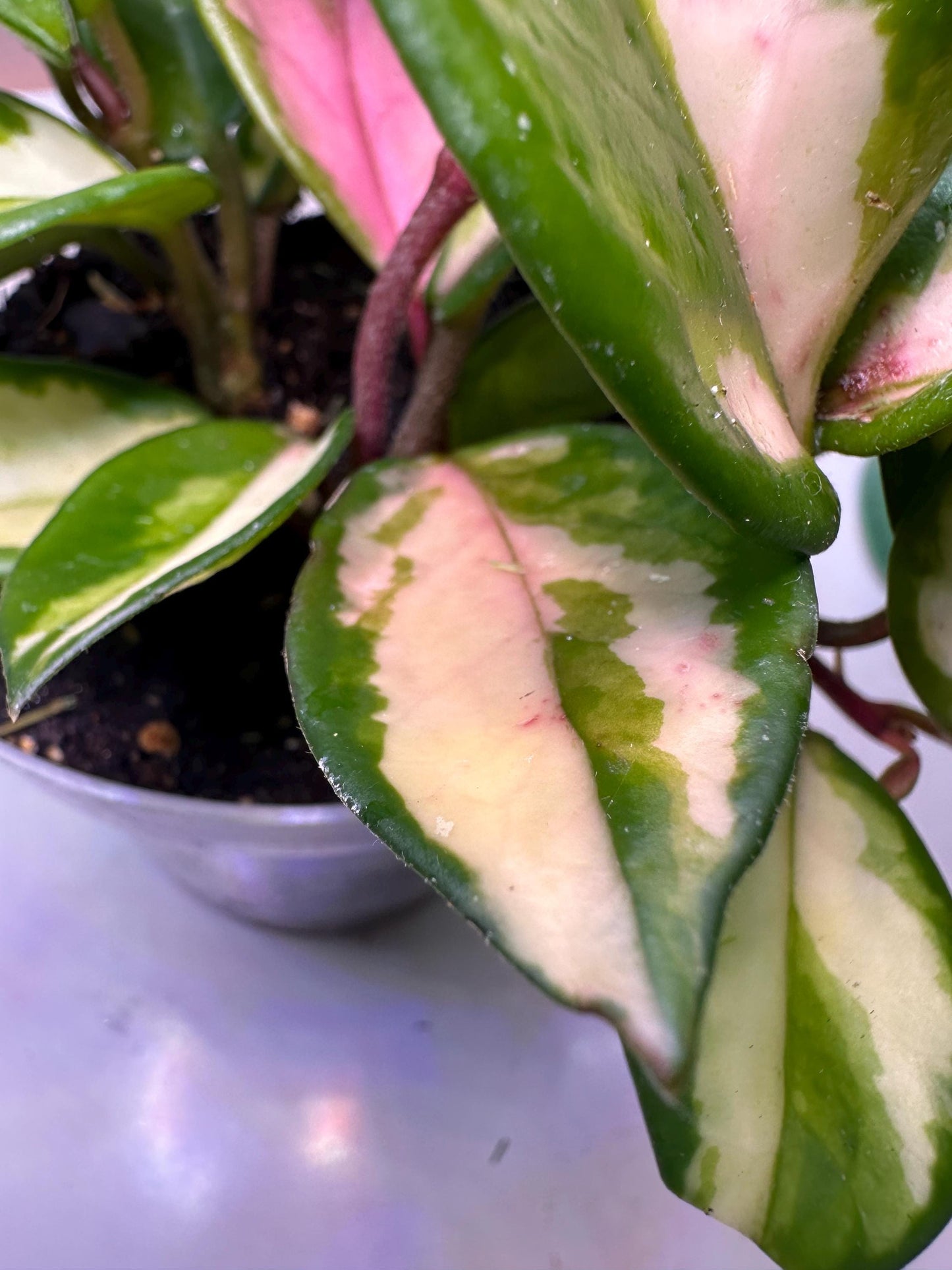 Green Light Hoya – Glossy Lime-Green Foliage | Rare Vining Houseplant for Collectors