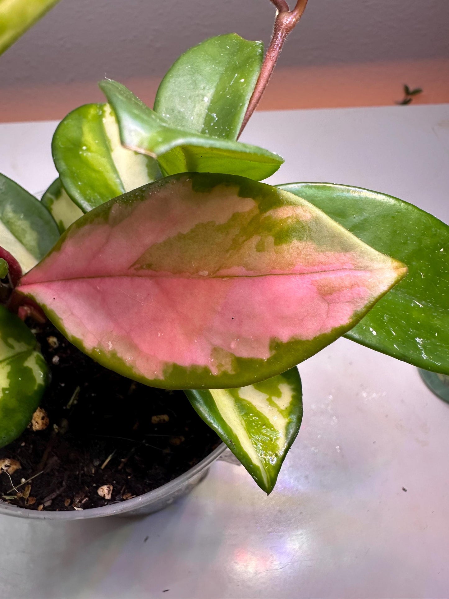 Green Light Hoya – Glossy Lime-Green Foliage | Rare Vining Houseplant for Collectors