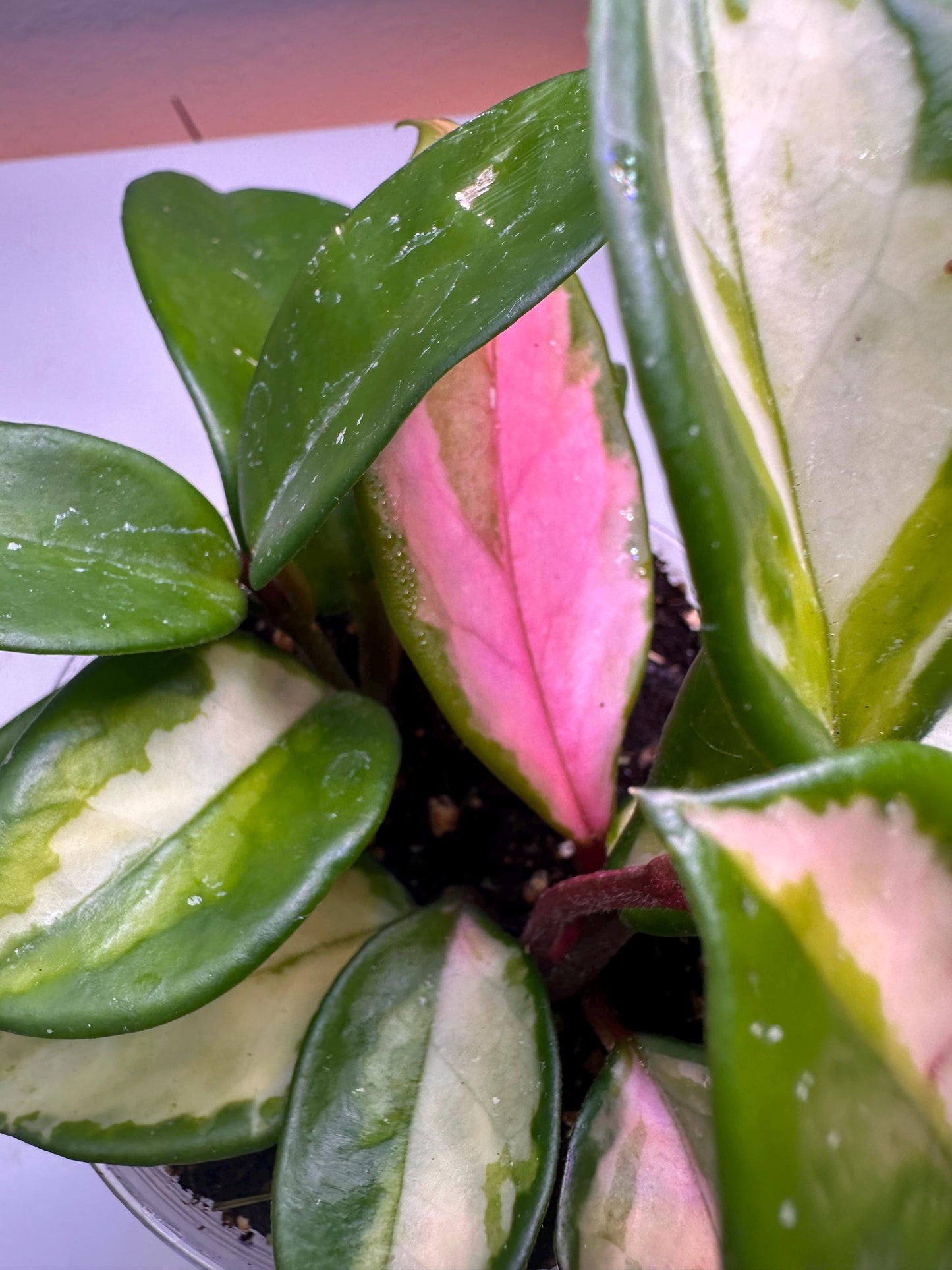 Green Light Hoya – Glossy Lime-Green Foliage | Rare Vining Houseplant for Collectors