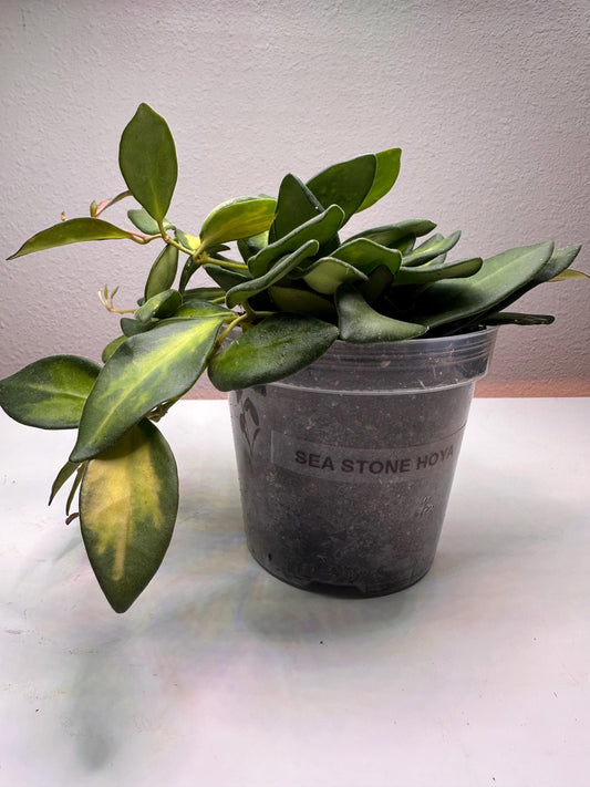 Sea Stone Hoya – Rare Hoya with Speckled Blue-Green Leaves | Exotic Collector’s Vining Plant