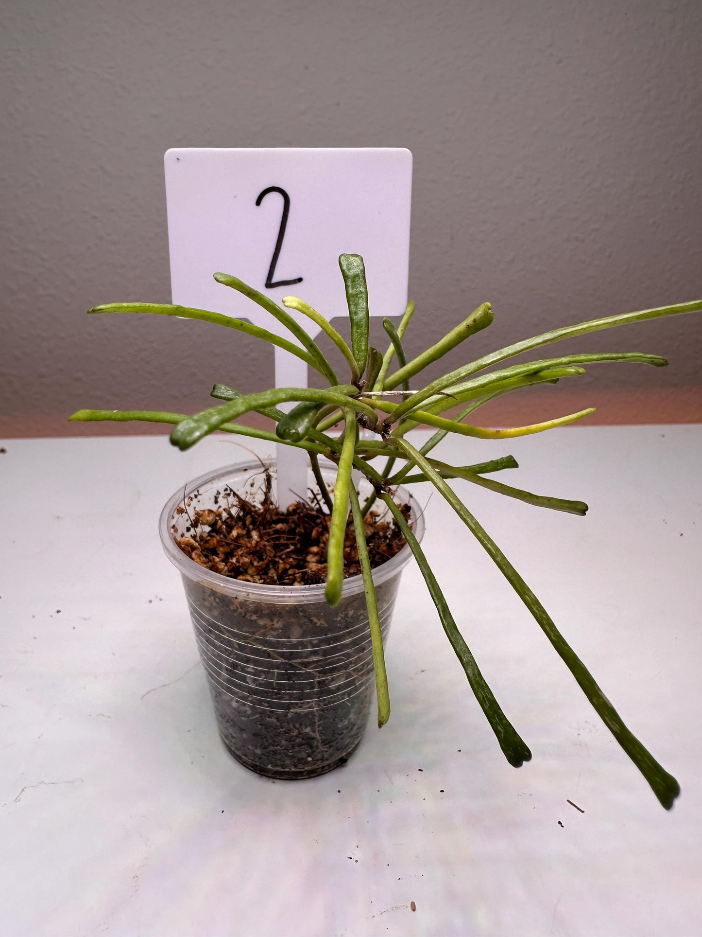Hoya Retusa – Rare & Quirky String-Like Leaves | Easy-Care Houseplant for Hanging Baskets Starter Plant Small