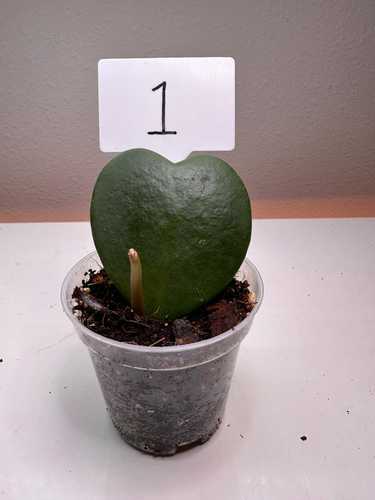 Hoya Kerrii Heart-Shaped Plant – Live Sweetheart Hoya | Easy-Care Indoor Plant | Perfect Gift for Plant Lovers